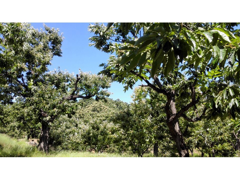 栗の木基地