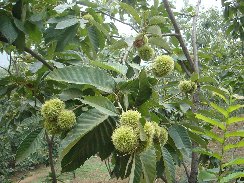 栗の木基地